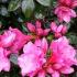 Azalea Japonica Kirin 22, Flowering Shrubs, UK