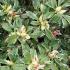 Azalea Japonica Variegated Shrub, Flowering Shrubs, UK