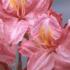 Azalea Jolie Madame - popular and easy to grow Azalea with highly fragrant, large pink flowers