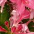 Azalea Jolie Madame compact shrub with pink flowers