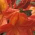 Azalea Royal Command - a superb, deciduous azalea from the Exbury breeders.