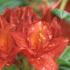 Azalea Satan - Deep red buds opening deep orange red. Late flowering – not until June. 