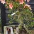 Azalea Satsuki or Satsuki Azaleas are bonsai shaped evergreen azaleas, these rare trees are for sale online, UK delivery