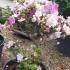 Pink flowering bonsai Azalea Satsuki trees for sale online with UK delivery