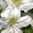 Azalea Treasure, a vigorous growing hybrid with profuse white flowers