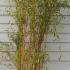 Phyllostachys Aureosulcata Bamboo, or Yellow Groove Bamboo, is a hardy, clumping bamboo with striking yellow-green stems that feature unique groove patterns, making it a decorative addition to gardens.