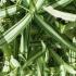 Bambus Pleioblastus simonii Variegatus is a medium sized variegated bamboo for sale online at our London plant centre, UK