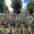 Row of Bay Laurel full standard trees with neat sculpted tops and glossy green foliage