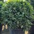 Laurus Nobilis Topiary Balls Bay Topiary Globes for Sale UK