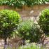 Bay tree topiary garden, buy Bay Lollipop trees online with UK delivery