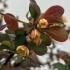 Berberis Thunbergii F Atropurpurea Harlequin is a striking shrub with vibrant purple and red foliage, accented by small yellow flowers and red berries, creating a dramatic and colorful effect throughout the seasons.