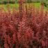 Berberis Thunbergii Orange Rocket. Shrubs to buy online, UK