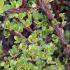 Berberis Pow Wow foliage detail, buy online for UK gardens.