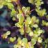 Berberis Pow Wow foliage close up with buds, UK gardens