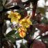 Berberis Thunbergii F Atropurpurea Red Chief is known for its rich red leaves and compact growth, perfect for adding color and texture to borders or containers.