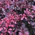 Berberis thunbergii Rose Glow - vibrant rose to purple coloured foliage as the season changes