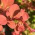 Berberis Orange Dream with vibrant orange and yellow foliage on a sunny day