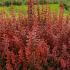 Berberis Thunbergii Admiration features bright red leaves bordered with yellow, creating a stunning display that adds warmth and vibrancy to any landscape.