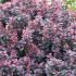 Berberis Thunbergii Atropurpurea Concorde, a stunning shrub with striking foliage colours, these are excellent quality shrubs for sale online UK delivery.