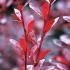 Berberis Thunbergii F Atropurpurea Red Chief or Japanese Barberry Red Chief is for sale online with UK delivery