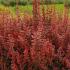 Berberis Thunbergii, compact low growing and very good for hedging, fabulous coloured foliage and very easy to grow, buy online UK.