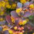 Berberis thunbergii Japanese Barberry deciduous shrub with vibrant foliage