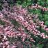 Berberis Rose Glow contrast planting with a Yew Hedge, UK gardens