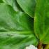 Bergenia Bressingham White Elephants Ears - Good ground cover perennial