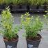 Betterbuxus Renaissance is a new blight-resistant evergreen box hybrid with compact branches & small glossy leaves