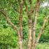 Betula albosinensis Fascination or Chinese Red Birch Tree buy UK.