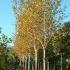 Betula Jacquemontii Autumn Foliage