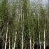 White Stemmed Silver Birch Tree, Trees UK