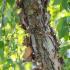 Betula Nigra Summer Cascade or Weeping River Birch, a striking small compact weeping variety of River Birch with pendulous branches & the hallmark peeling bark