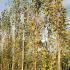 Betula Pendula Fastigiata Joes Silver Birch, a fastigiated birch with an extremely narrow columnar growth habit. Ideal for small gardens and lining walkways. 