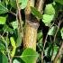 Betula pendula Fastigiata Upright European White Birch, a deciduous birch with a narrow upright erect habit, fine green leaves and hallmark white, peeling bark