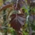 Betula Pendula Purpurea. Purple Leaved Birch Trees for sale online with UK delivery.