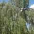 Weeping Silver Birch, Specimen Trees, full standard trees with clear stems.