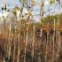 Betula Alba Spider Alley Birch has twisted weeping spidery branches and a narrow head