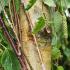 Betula Pendula Tristis Silver Birch, mid-sized birch with a narrower crown than regular Silver Birch and bright green foliage in summer