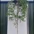 Betula Pubescens - Downy Birch Trees 5-6 m buy online UK.