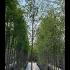 Betula Pubescens - Downy Birch Trees 3.5-4 m buy online UK.