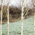 Betula Jacquemontii Snow Queen. Silver Birch Snow Queen Trees for sale online with UK delivery. 