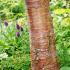 Betula Utilis or Himalayan Birch Copper Bark Birch