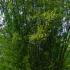 Black Bamboo or Phyllostachys Nigra, huge selection of plants and sizes to buy online UK