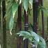 Black Stemmed Bamboo, Black Bamboo Plants for sale UK delivery