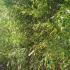 Black Stemmed Bamboo Plants, Bamboos London UK - For sale UK