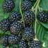 Blackberries Rubus Fruticosus Fruiting Blackberry Bushes