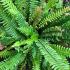 Blechnum Spicant also known as the Deer Fern, tidy upright habit evergreen fern which prefers semi shade