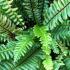 Foliage detail showing new fronds of evergreen Blechnum Spicant also known as the Deer Fern