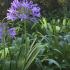 Blue Nile Lily, also known as Agapanthus flowering in a Mediterranean style garden